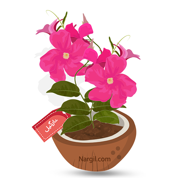  Nargil - Mandevilla Plant